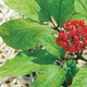 Image for article titled Do the Herbs in Natural Erection Supplements Really Make You Harder?
